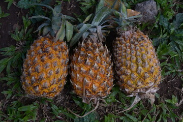 fresh pineapple on a natural background