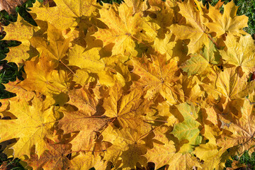Naklejka na ściany i meble Autumn leaves background. Colorful image of fallen autumn leaves background.