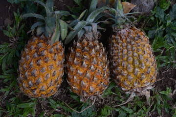 fresh pineapple on a natural background