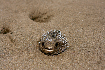 skeleton fish on the sand