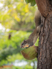 Cute forest squirrel came down from the tree to eat food from the villagers.