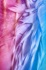 Detailed macro photo of colorful goose feathers in bright contrast light