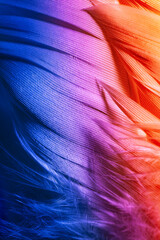 Detailed macro photo of colorful goose feathers in bright contrast light