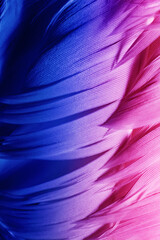 Detailed macro photo of colorful goose feathers in bright contrast light