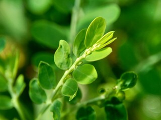 Green Phyllanthus urinaria leaves (meniran, chamber bitter, gripeweed, shatterstone, stonebreaker, leafflower) with a natural background.