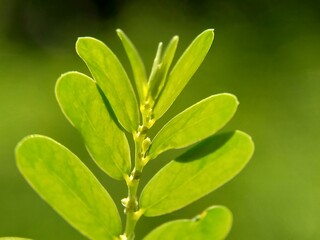 Green Phyllanthus urinaria leaves (meniran, chamber bitter, gripeweed, shatterstone, stonebreaker, leafflower) with a natural background.