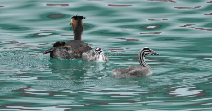 Great crested grebe with juveniles, (Podiceps cristatus), lake of Annecy, France
