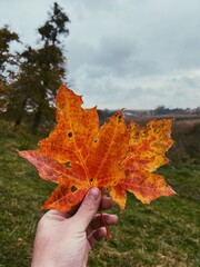 autumn leaves in hand