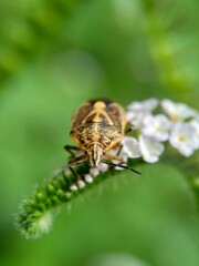 Exotic (Hemiptera, the rice black bug, Scotinophara coarctata) animal with a natural background. Indonesian call it kepik or lembing. This animal produce  bad smell.