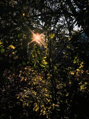 sun shining through trees