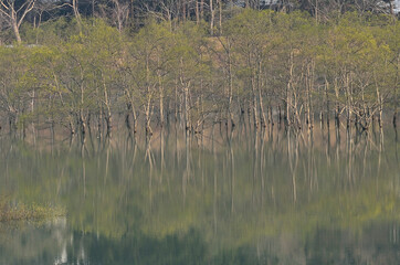 湖面に映る水没林