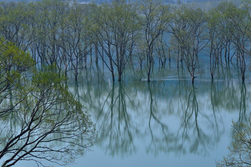 湖面に映る水没林