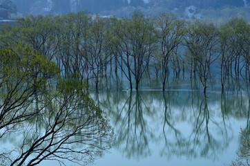湖面に映る水没林