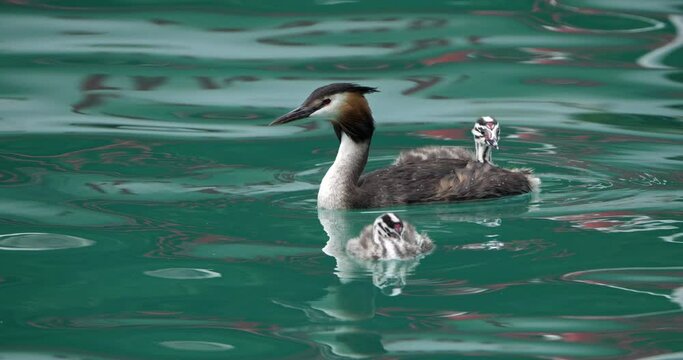 Great crested grebe with juveniles, (Podiceps cristatus), lake of Annecy, France