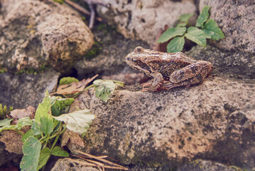 A frog, Slightly blurred in the sunlight, sits on the rocks.