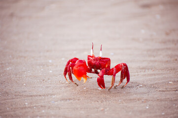 single red crab on sand © SRBSCAPE