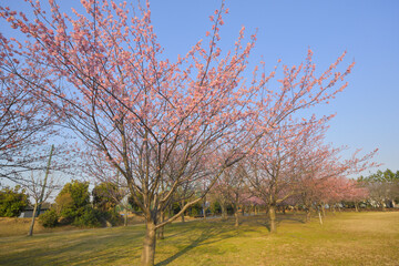 河津桜