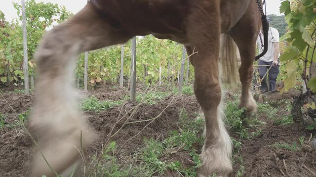 Low angle, a blond draft horse pull a plow, soil tillage