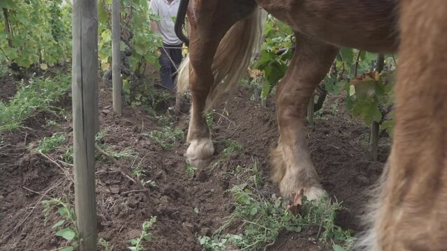 Slow motion, a draft horse pull a plough through a French vineyard, heritage