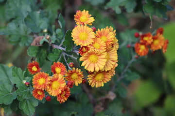 秋の公園に咲くオレンジ色の小菊の花