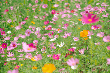 Cosmos flowers in the field background, opening spring summer