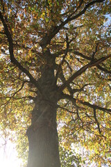 Feuilles vertes et oranges du vieux chêne