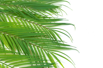 Background of Green Palm Branches Isolated on a White Background