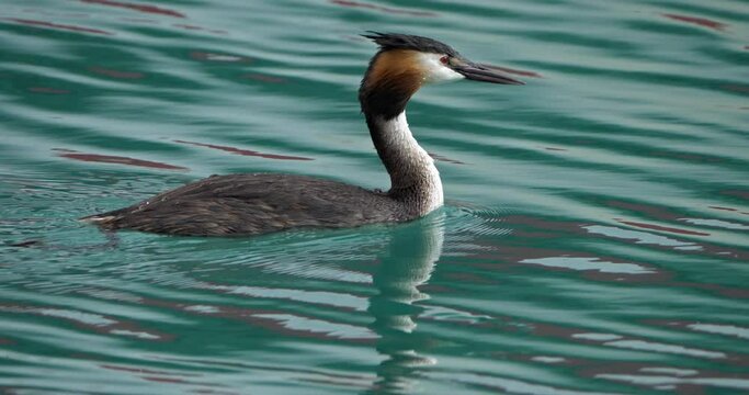Great crested grebe with juveniles, (Podiceps cristatus), lake of Annecy, France