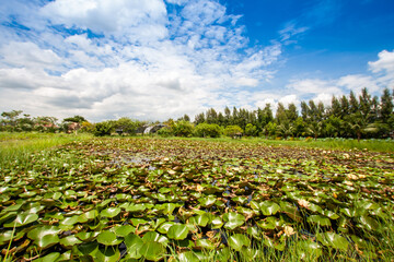 Vast lotus fields in lake and cloudy skies