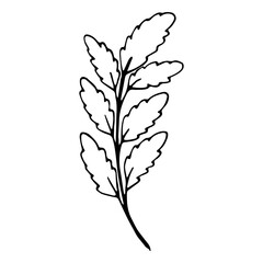 Single doodle leaf isolated on white