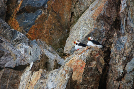 Horned puffin (Fratercula corniculata). Two seabirds sit on stones on a rocky seashore. Birds with colorful beaks. Wildlife of the Arctic. The coast of the Bering Strait, Chukotka Peninsula, Russia.