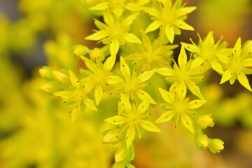 ベンケイソウのクローズアップ