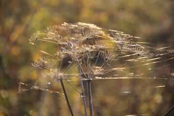 Ombellifères dans les liens d'une toile d'araignée