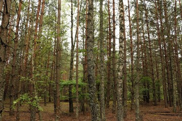 Coniferous forest in sunny summer day.