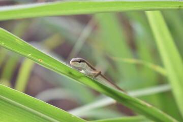 brown lizard hiding in the reeds in my village