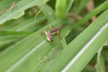 brown lizard hiding in the reeds in my village