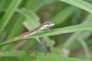brown lizard hiding in the reeds in my village