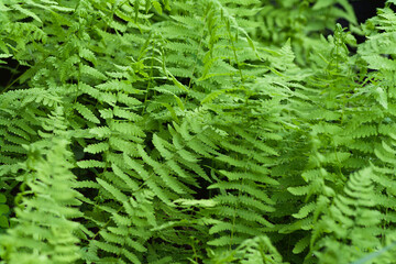 fern leaves