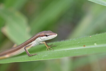 brown lizard hiding in the reeds in my village