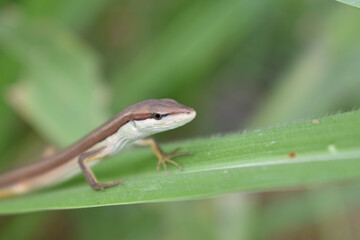 brown lizard hiding in the reeds in my village