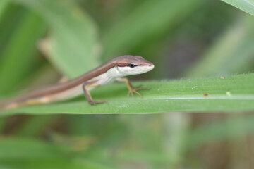 brown lizard hiding in the reeds in my village