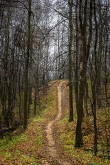 Fototapeta premium path in the woods