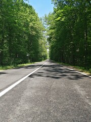 road in the forest