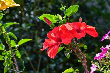 コスモスの花名はスペイン人がメキシコから持ちかえった時 美しいという意味のギリシャ語 Kosmos が由来です Wall Mural 重雄 山本