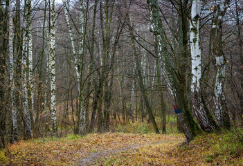 Obraz premium autumn in the forest