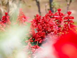 夏の暑さに良く似合う真っ赤なサルビアの花