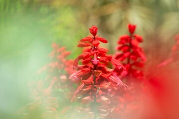 夏の暑さに良く似合う真っ赤なサルビアの花
