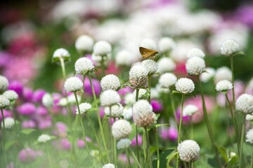 暑さにも負けないで可愛らしく群生するセンニチコウ