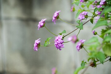 この可愛い花は地面を覆うように広がり、初夏から晩秋までカマラ種より小ぶりな半球状の花を咲かせます