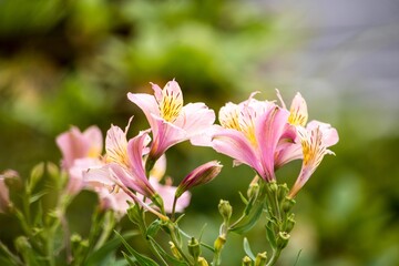 アルストロメリアはカラーが豊富、フラワーアレンジメントにも使用されます